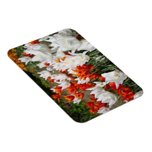 Weiße und Ingwer Tulpen im Garten Magnet (Rechte Seite)