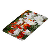 Weiße und Ingwer Tulpen im Garten Magnet (Linke Seite)