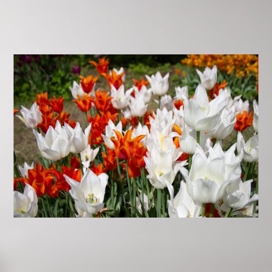 Weiße und Ingwer Tulpen im Garten Poster (Vorne)