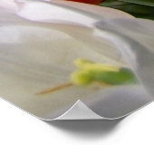 Weiße und Ingwer Tulpen im Garten Poster (Ecke)