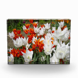 Weiße und Ingwer Tulpen im Gartenposter Fotoblock