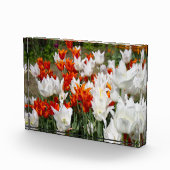 Weiße und Ingwer Tulpen im Gartenposter Fotoblock (Rechts)