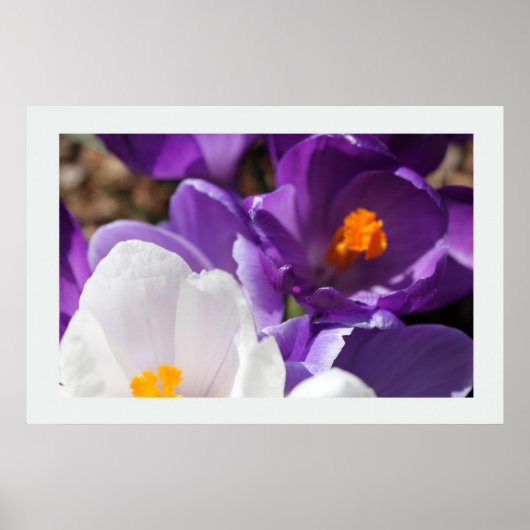 Weiße und Lila Frühlingsblumen Poster (Vorne)