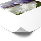 Weiße und Lila Iris Blüten Poster (Ecke)