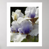 Weiße und Lila Iris Blüten Poster (Vorne)