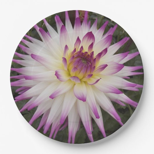 Weiße und Lila Kaktus Dahlia Floral Pappteller (Vorderseite)