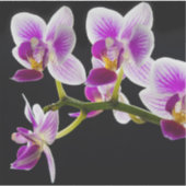 Weiße und lila Orchidee Aufkleber (Vorderseite)