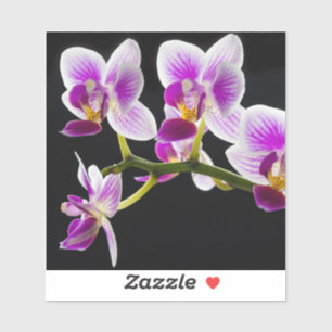 Weiße und lila Orchidee Aufkleber