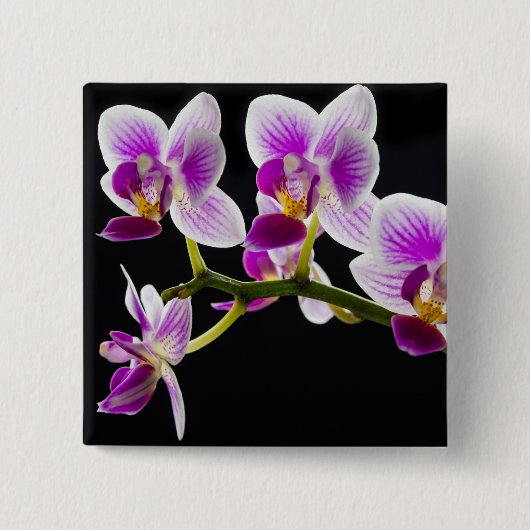 Weiße und lila Orchidee Button (Vorderseite)