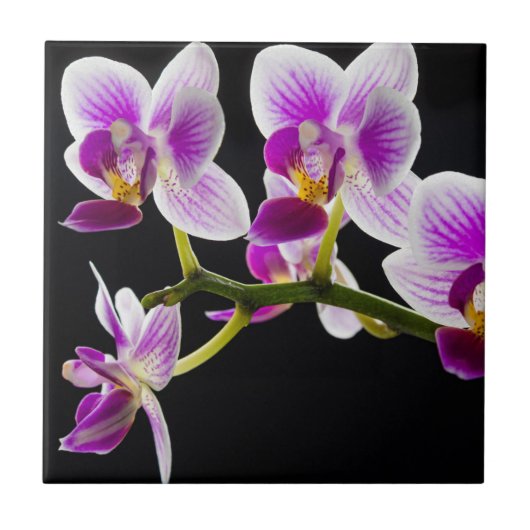 Weiße und lila Orchidee Fliese (Vorderseite)
