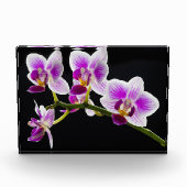 Weiße und lila Orchidee Fotoblock (Vorderseite)