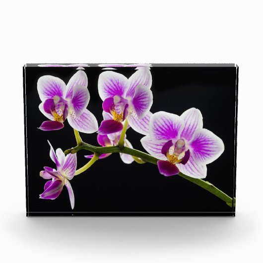 Weiße und lila Orchidee Fotoblock (Vorderseite)