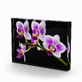 Weiße und lila Orchidee Fotoblock (Rechts)