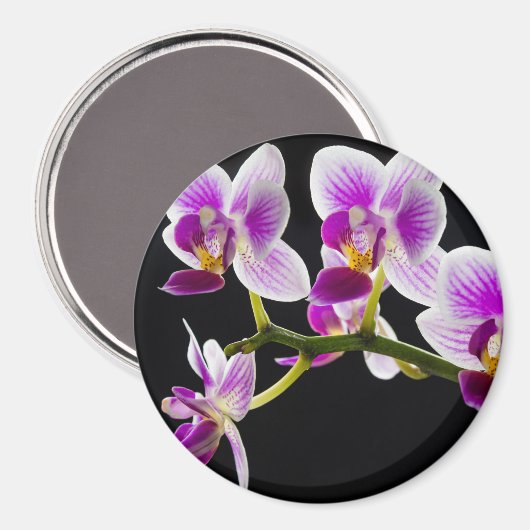 Weiße und lila Orchidee Magnet (Vorderseite/Rückseite)