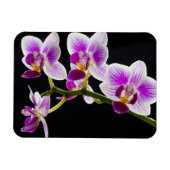 Weiße und lila Orchidee Magnet (Horizontal)
