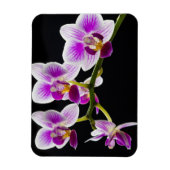 Weiße und lila Orchidee Magnet (Vertikal)