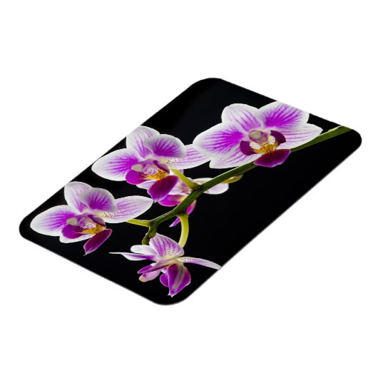 Weiße und lila Orchidee Magnet (Linke Seite)