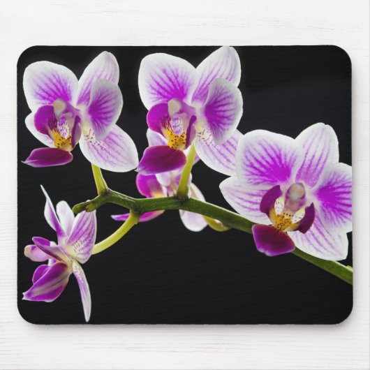 Weiße und lila Orchidee Mousepad (Vorne)