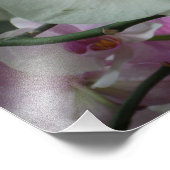 Weiße und Lila Orchideen Fotodruck (Ecke)