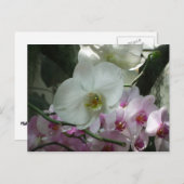 Weiße und Lila Orchideen Postkarte (Vorne/Hinten)