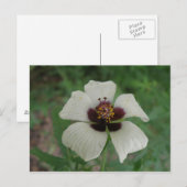 Weiße und Lila Passionsblume Postkarte (Vorne/Hinten)