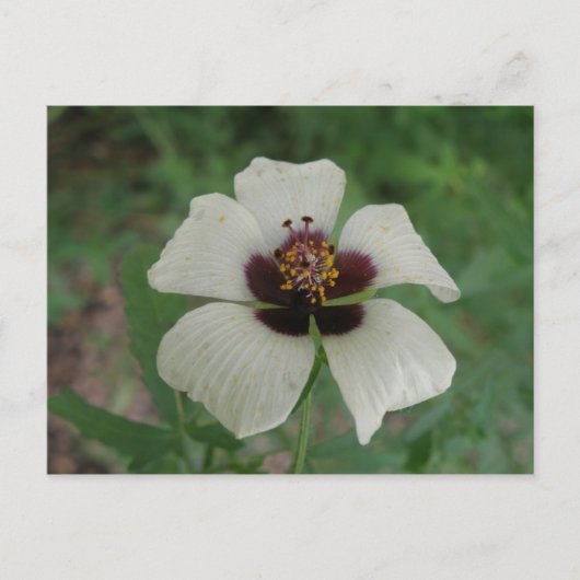 Weiße und Lila Passionsblume Postkarte (Vorderseite)