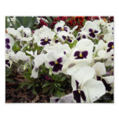 Weiße und Lila Stiefmütterchen Fotodruck (Vorne)