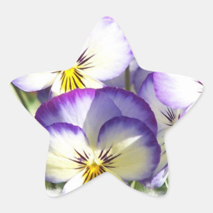 Weiße und Lila Violas Stickers