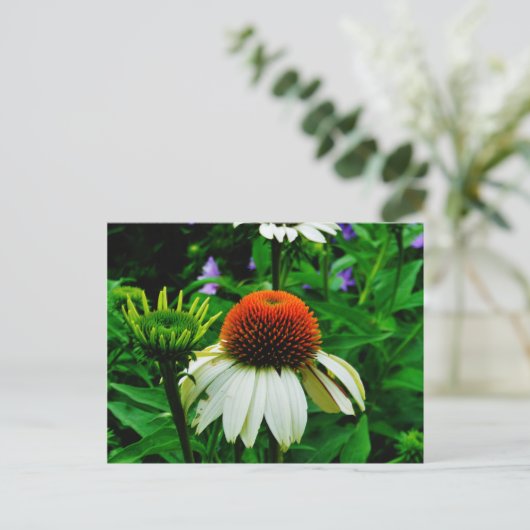 Weiße und orange KoneBlumen Postkarte (Stehend Vorderseite)