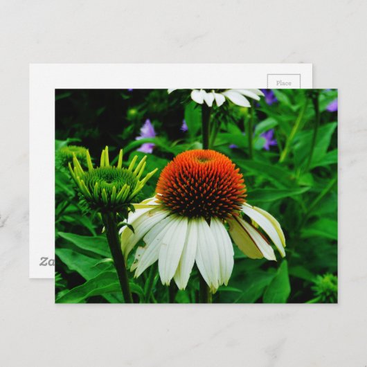 Weiße und orange KoneBlumen Postkarte (Vorne/Hinten)