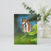 Weiße und orangefarbene Schmetterlinge Postkarte (Stehend Vorderseite)
