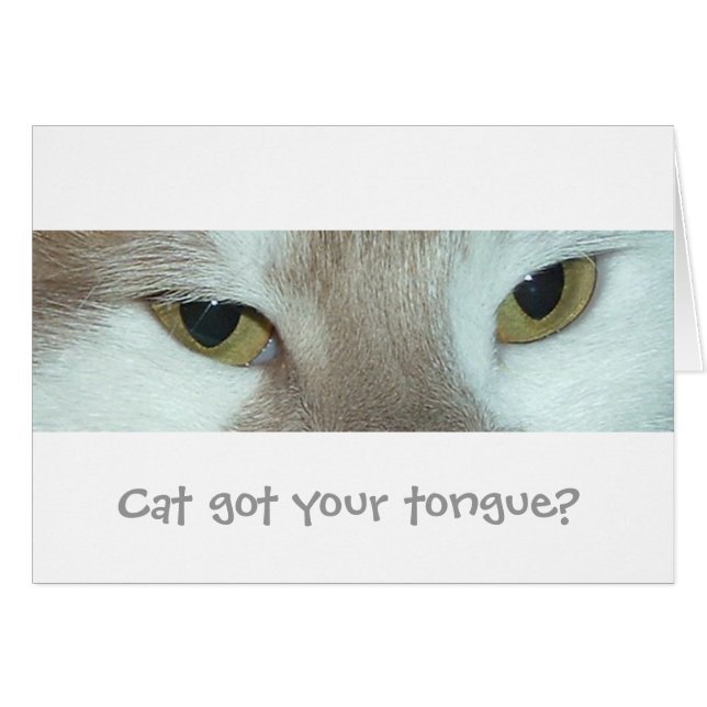 Weiße und orangefarbene Tabby-Katze (Vorderseite (Horizontal))