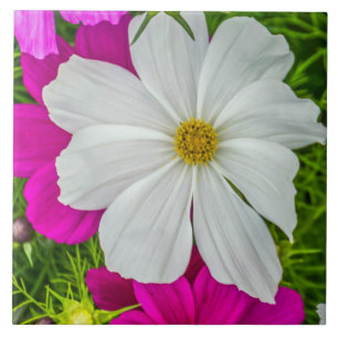 Weiße und rosa Blumen-Keramikfliese Fliese