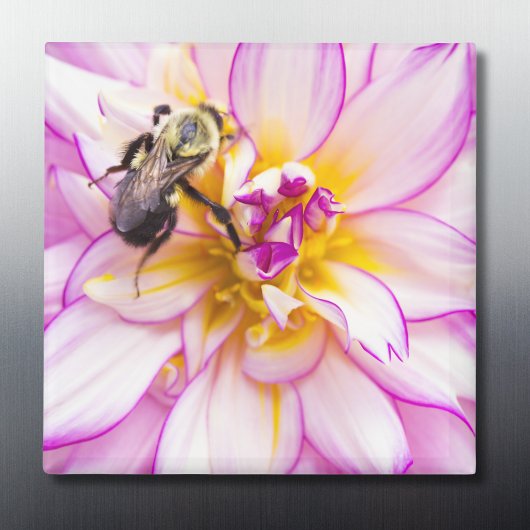 Weiße und rosa Dahlia mit Hummel Magnet