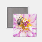 Weiße und rosa Dahlia mit Hummel Magnet (Vorderseite/Rückseite)