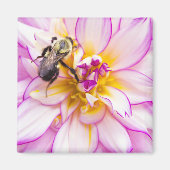 Weiße und rosa Dahlia mit Hummel Magnet (Vorne)