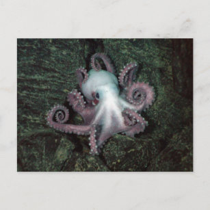 Weiße und rosa Kraken Postkarte