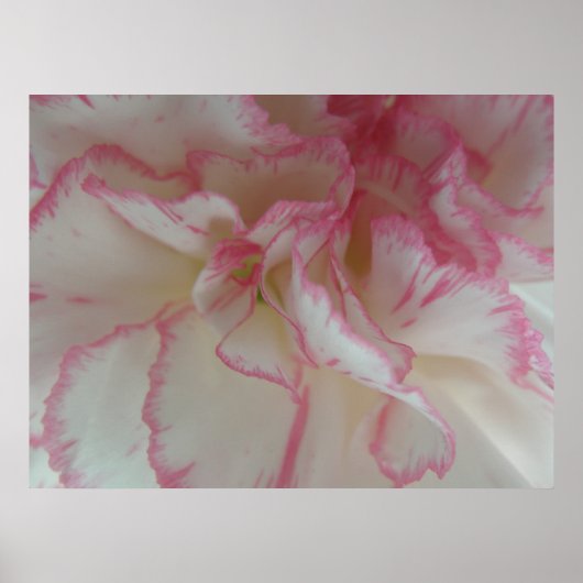 Weiße und rosa Nelkendruck Poster (Vorne)