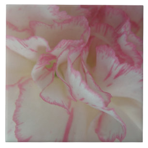 Weiße und rosa Nelkenfliese Fliese