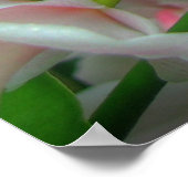 Weiße und rosa Orchideen COLOSSAL-Größe Poster (Ecke)