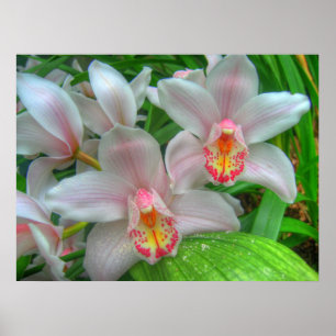 Weiße und rosa Orchideen COLOSSAL-Größe Poster