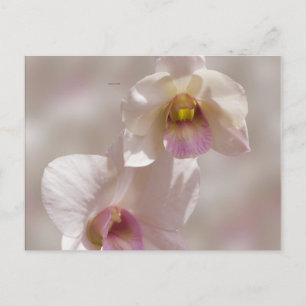 Weiße und rosa Orchideenblüte auf unscharfem Hinte Postkarte