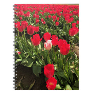 Weiße und rosa Tulip in einem roten Tulip-Feld, Or Notizblock