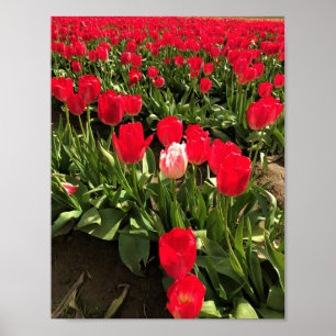 Weiße und rosa Tulip in einem roten Tulip-Feld, Or Poster