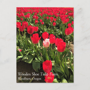 Weiße und rosa Tulip in einem roten Tulip-Feld, Or Postkarte