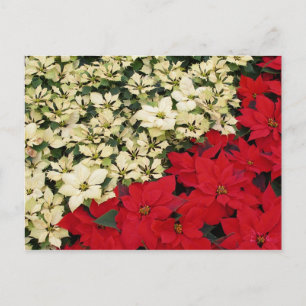 Weiße und rote Poinsettien I Holiday Floral Feiertagspostkarte
