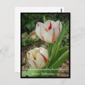 Weiße und rote Tulpen Postkarte (Vorne/Hinten)