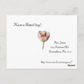 Weiße und rote Tulpen Postkarte (Rückseite)