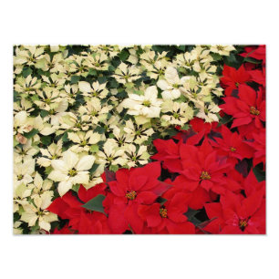 Weiße und rote Weihnachtssterne I Festliche Blumen Fotodruck