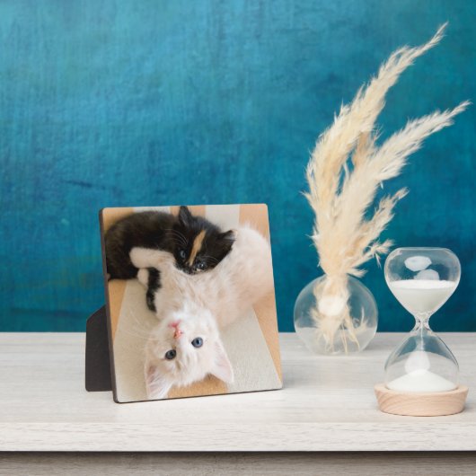 Weiße und schwarze Kätzchen Fotoplatte (InSitu)